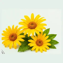 Arnica flowers