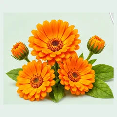 Calendula flowers